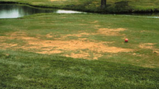 dollar spot fungus